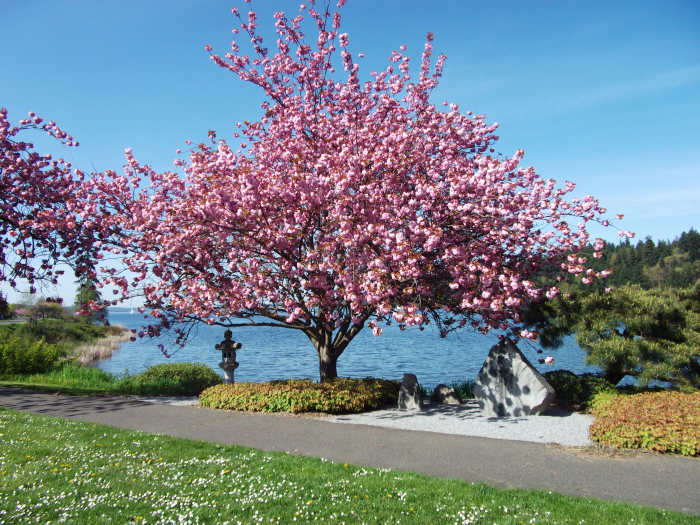 39 Small Trees (Under 30 Feet) for a Small Yard or Garden Dengarden