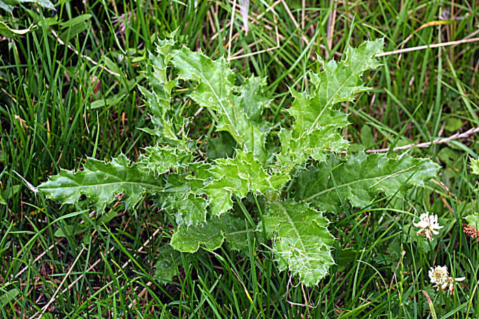 Thistle, One Enemy: Thistle is not even kind to the eye. Look at all those piercing thorns.