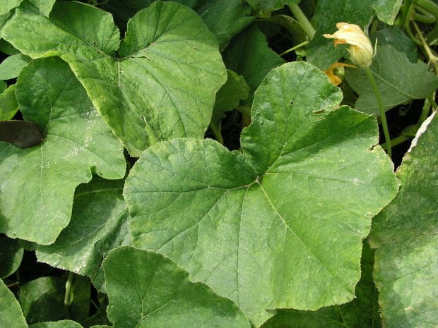 Butternut Squash Plant Leaves Turning Yellow - Butternut Squash Turning Yellow