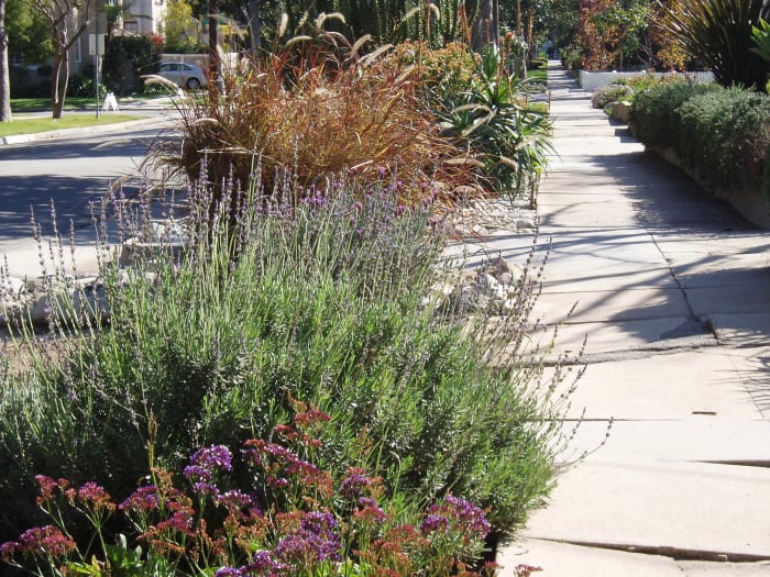 This drought tolerant parkway looks attractive and easily thrives, in the hot sun of Southern California, with little or no care.