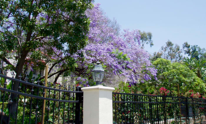 This jacaranda with its showy purple flowers is planted near the street, so passersby can see and admire it.