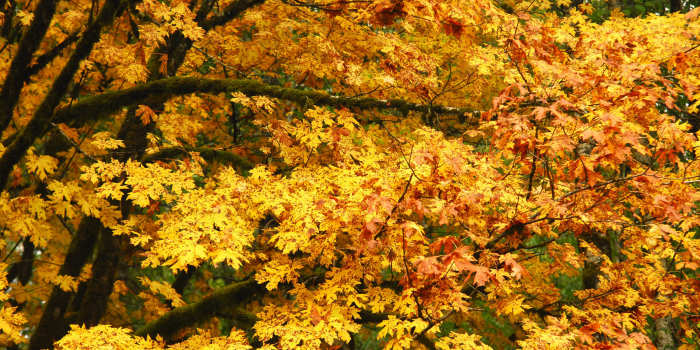 The big-leaf maple tree has the largest leaves of any maple. In the fall, the leaves turn to gold and yellow against a backdrop of evergreen conifers.