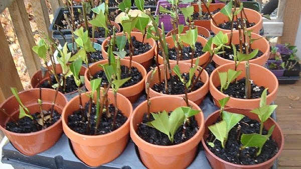 These are my own camellia cuttings. As you can see, I have cut the leaves down to keep them from soaking up all of the moisture, which at this point is needed more at the roots.