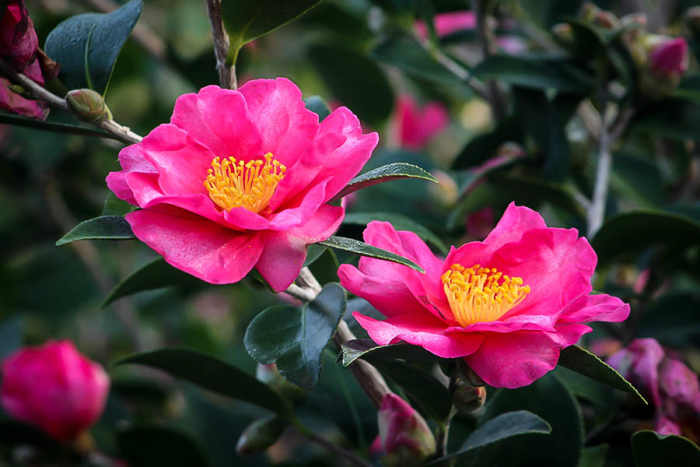 This is the Kanjiro camellia flower - an amazing beauty and an authentic Japanese variety of this great, fall-blooming evergreen shrub.