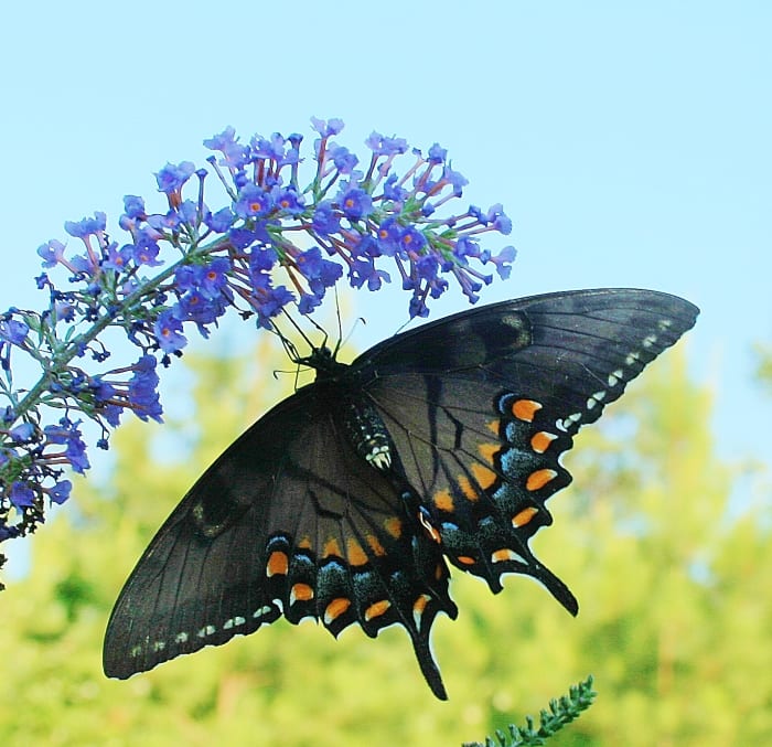 Non-native plants probably won't be as equipped to handle the heat in your area as well as native plants. Pictured: a butterfly bush in our side yard that tends to wilt in really hot weather.