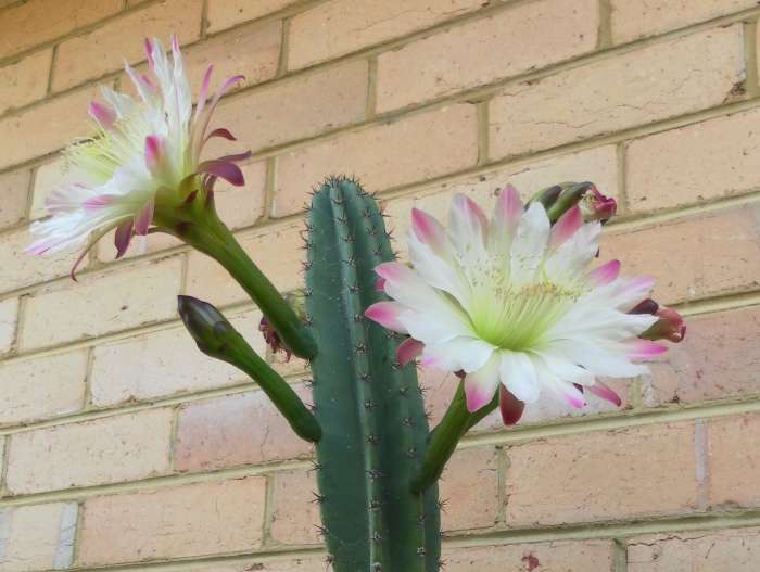 Like most flowering cacti, the Peruvian Apple Cactus blooms only once a year. The flowers bloom for 24 hours only, wilting the next day. Many of these plants can live for many years without producing a single bloom.