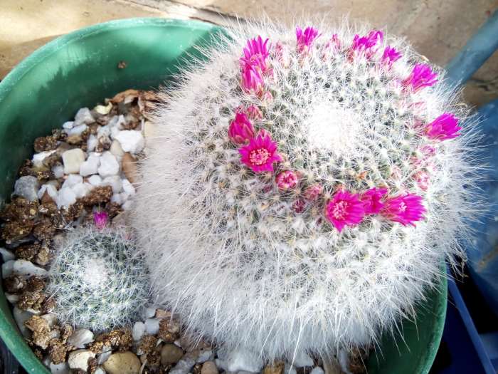 My Old Lady Cactus, a.k.a Mammillaria Hahniana, has a baby offset and carries a ring of small flowers around the top of her head.
