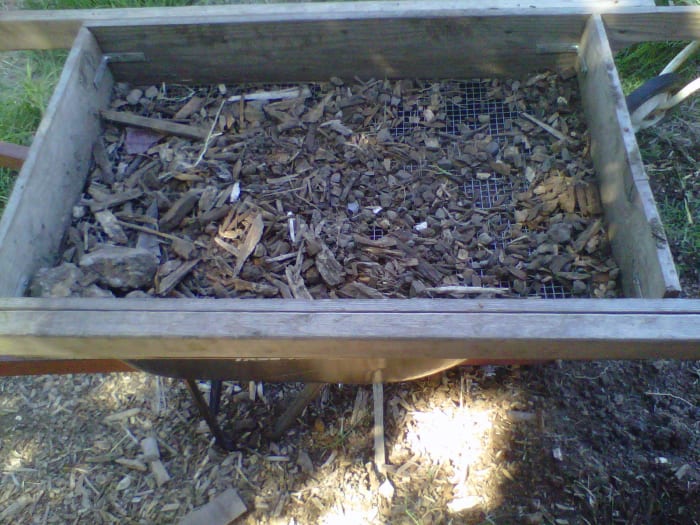 Notice the little bits of white... those are bits of Rhizome. These little bits of Rhizome will grow into a whole Bermuda Grass clump.