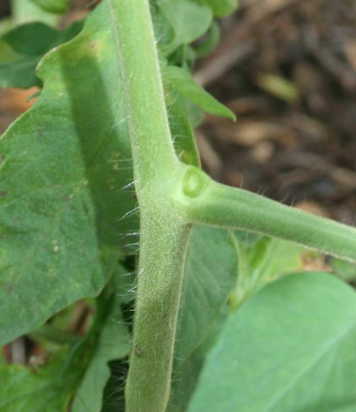 It takes some time, but snapping off little side shoots can help plants produce larger fruits.