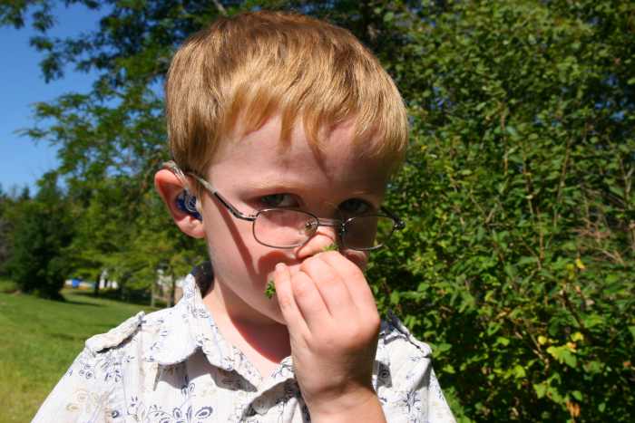 We have taught our children to identify the smell of wild carrot as they often like to gather wild flowers from our back yard.