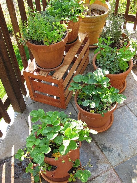 Outdoor container plants are less likely to grow mold, but it does happen. The plant likely needs less water and more sun and wind.