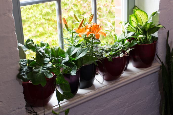 Potted plants are prone to mold. Impermeable plastic containers and pots without holes retain moisture.