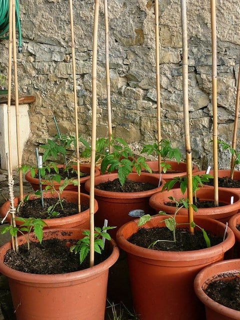 Young determinate tomato plants staked and prepared to grow in containers. Photo by Nociveglia. Please note that the photos in this hub belong to their respected owner and were made available for use through the Creative Commons Attribution License.