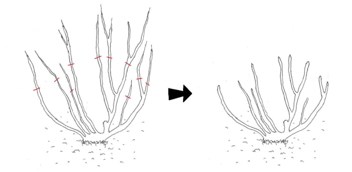 Autumn pruning stage 2: Before and after removal of approximately one third of remaining branches, as marked by the red lines.