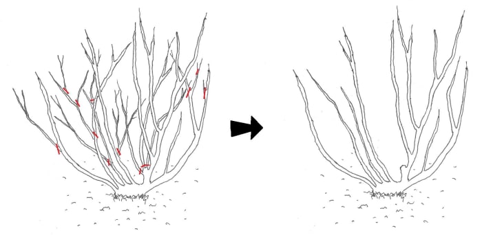 Autumn pruning stage 1: Before and after removal of crossed branches, thin shoots and dead branches, as well as thinning of internal branches, as marked by the red lines.