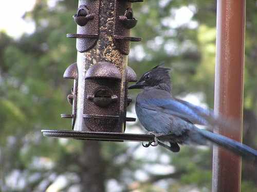 Note the hardened seed cups to resist damage by large birds and squirrels