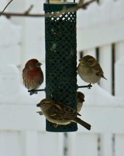 In winter, birds crowd the feeders as snow covers their food supplies.