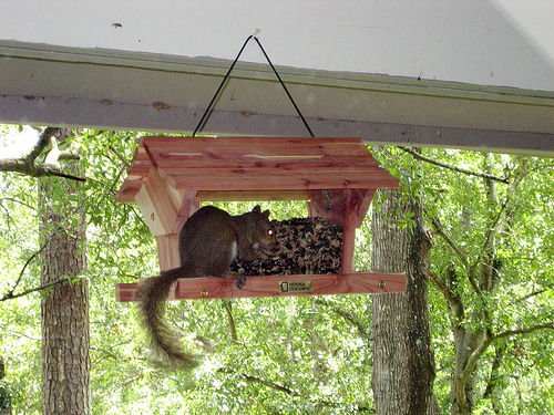 The main problem with flat seed trays. They make such comfie perches for squirrels.