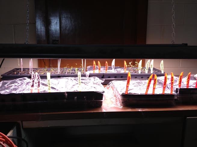 Starting seeds under grow lights in our basement. We use plastic knives to label them.