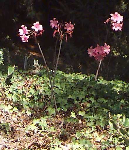 These naked lady lilies were planted too far apart and thus look a bit scattered.