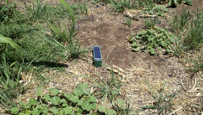 Picture of the solar powered sonic stakes we have in our garden to control gophers