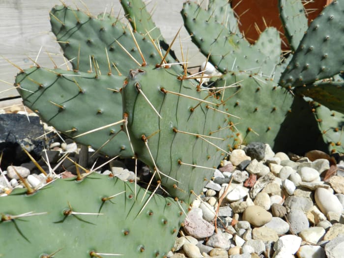 Prickly pear cacti in a rock garden that receives sunlight most of the day. Protected from winter winds by a garage and fence.