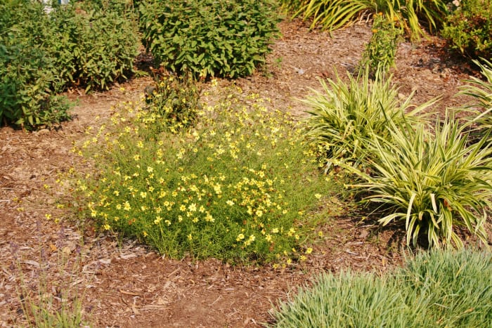 Whether planted in a landscaping island, a flowerbed or along a roadway, tickweed takes the heat and keeps on blooming all summer long