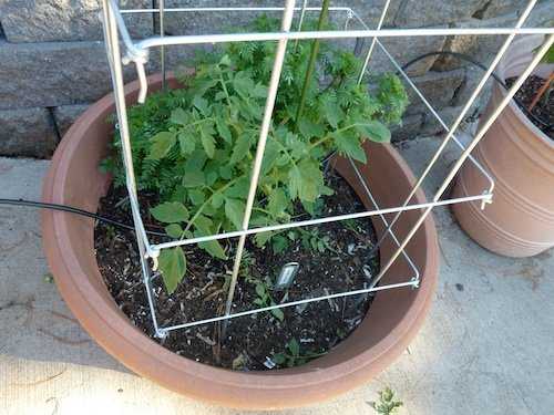 Collapsible tomato pens or folding cages are ideal support for tomatoes if they are well made. Folding cages make for easy winter storage.