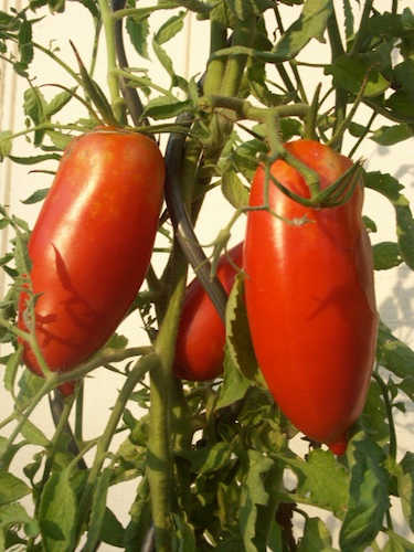 Artistic tomato spirals are ideal for Roma tomatoes and determinate vines.