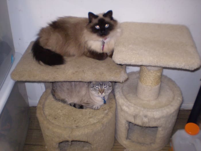 Cats are great companions but can cause unpleasant odors. Use baking soda in the litter box.