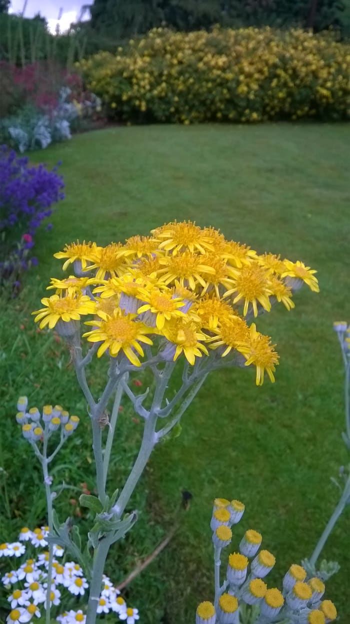 Silver Ragwort (Dusty Miller ). I collected some seed from the seaside and grew them in my garden.