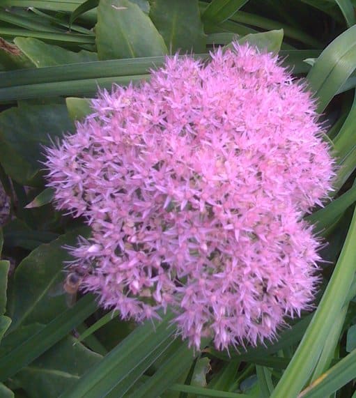 Sedum is a plant that withstands drying and it likes soils that are neutral to slightly alkaline (pH 6.8-7.8). So if you have an acidic soil, add a little lime before you plant and amend the soil annually.
