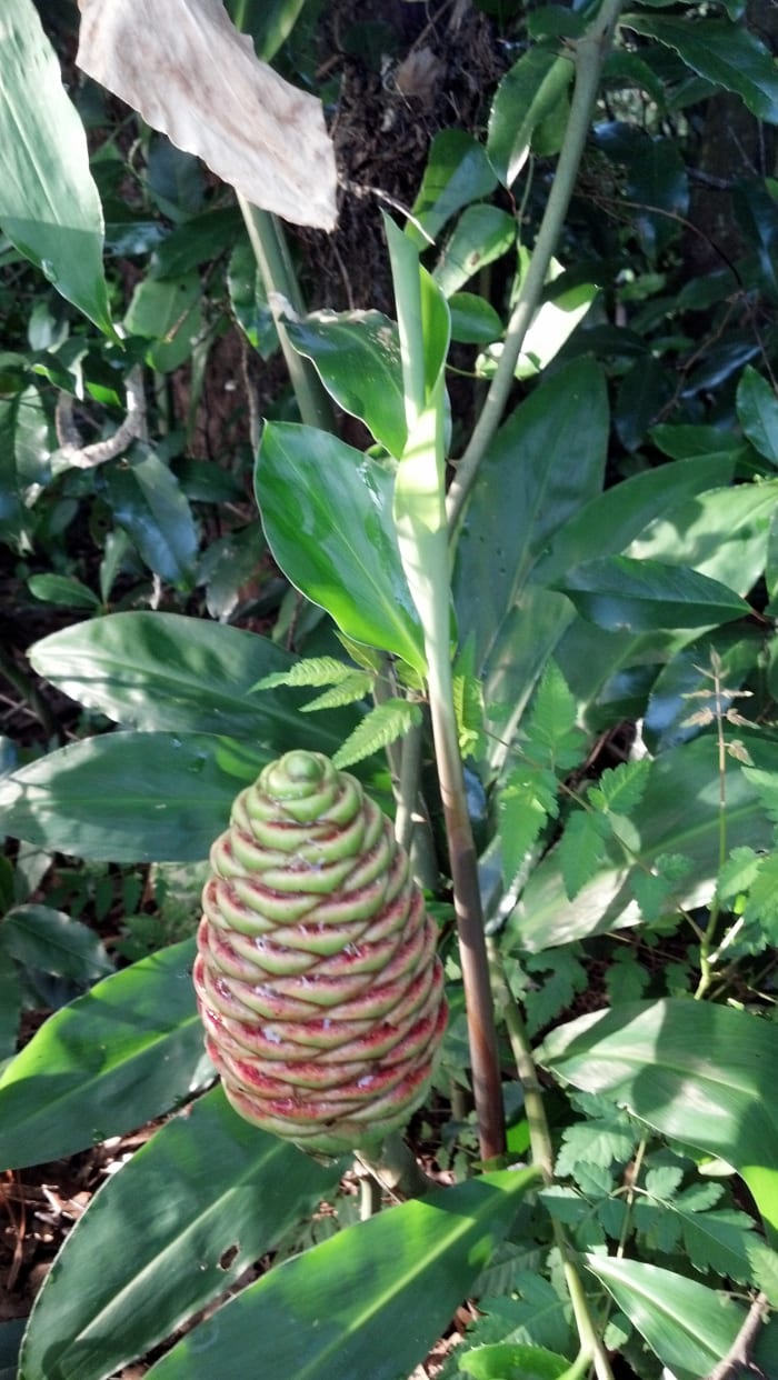 A reddish cone (next to it is a leaf-to-be still tightly wound closed) just beginning to take on its blushing hue.