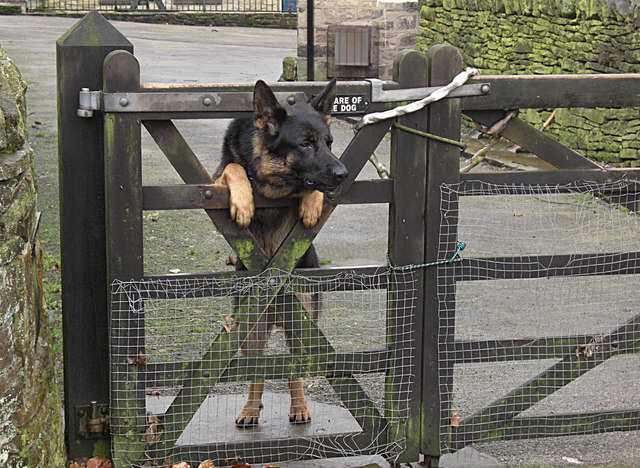 Dogs should be kept inside the house as often as possible.