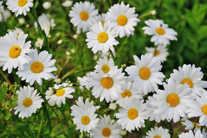 Shasta Daisies are perennial plants which live 5 to 9 years but only bloom for a few weeks each summer.