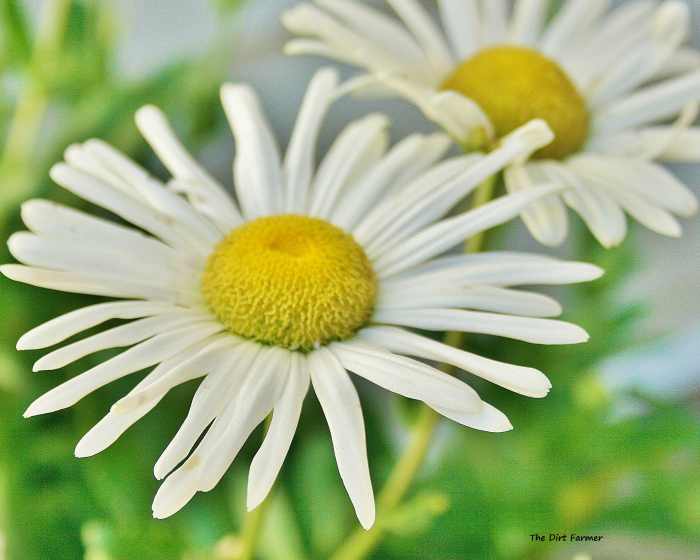 In late summer, as Shastas begin to fade, Montauks start blooming—and keep blooming—until the first hard frosts of fall.