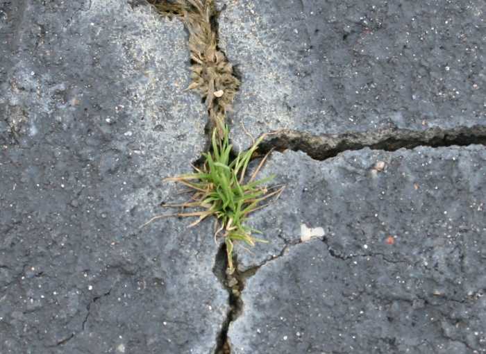 How to Get Rid of Weeds in Cracks Without Using Herbicide Dengarden