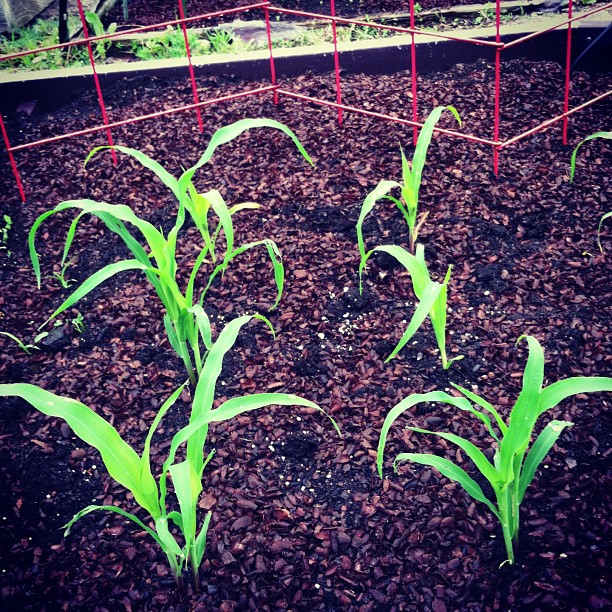 Seedlings, spaced about 8" apart in a raised bed. As long as you feed and water well, this will work and produce corn.