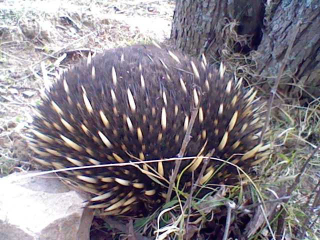 Every few months I spot an echidna in my garden. Next time, I'll pay more attention to where they linger, in case that's a clue about the presence of termites.