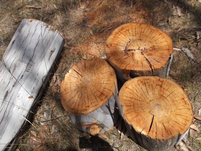We sliced through the entire length of the remaining trunk and each slice was as clean as these ones.