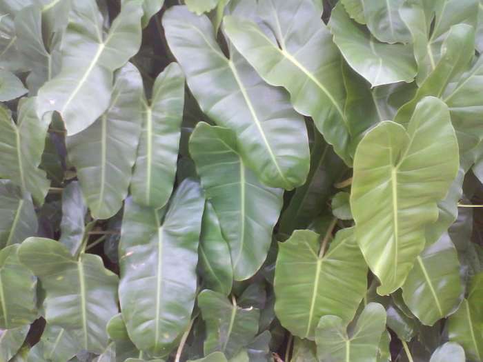 Elephant Ear Philodendron