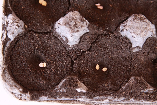 After preparing the tray, make holes with a stick or your finger. Put the seeds inside and cover with earth.