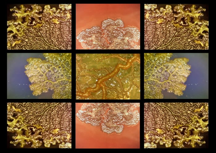 In Greek mythology, the Hydra was a nine-headed monster that grew two heads whenever one was lopped off. This video is a microscopic time-lapsed view of the slime mold Physarum Polycephalum, the latter word Latin for “many-headed.”