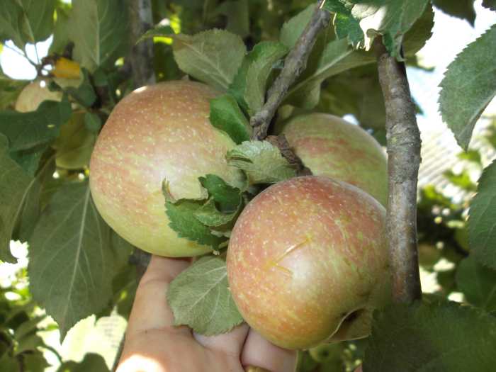 My ancient apple tree, frail and neglected, is now an active participant in my garden. Give your tree the same kind of attention and hope for the same success!