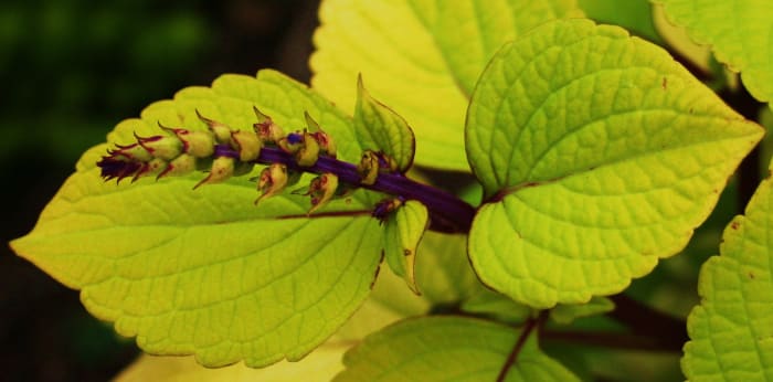This coleus stem has a prominent terminal bud (a bud at the end of the apical stem). In fact, if it isn't snipped soon, this bud will flower.