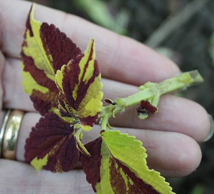 No need to use shears. Pinching with your fingers works just fine to remove the lower leaves. (Oops! I missed a little stipule!)