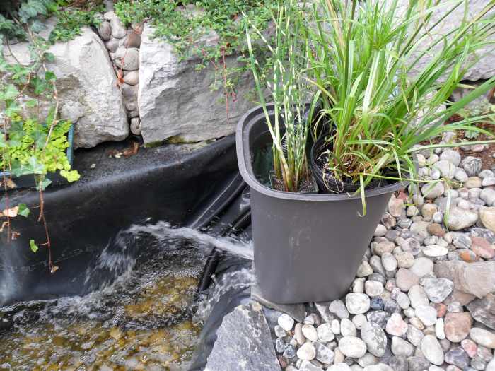 How to Clear Green Pond Water Dengarden Home and Garden