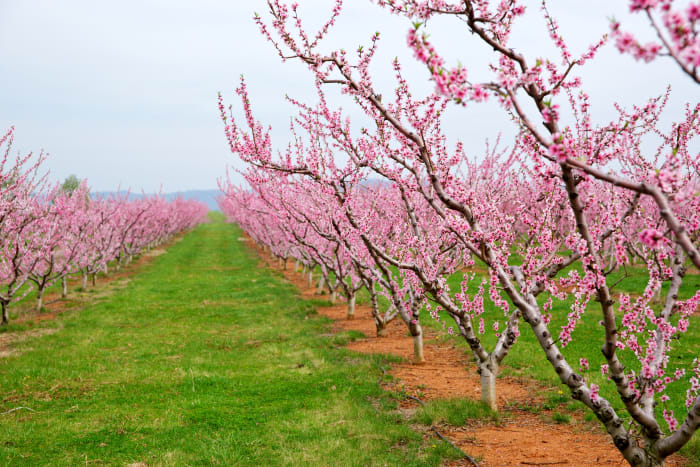 Caring for peach trees is incredibly important while they are young. Without proper care, the tree may not bear fruit on time or may become sickly.