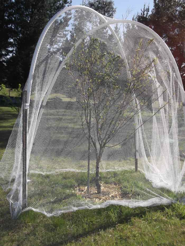Last year, cockatoos ate every one of the peaches on this tree. This year, I left in uncovered while blossoming, but covered it with bird netting at the first sign of fruit.