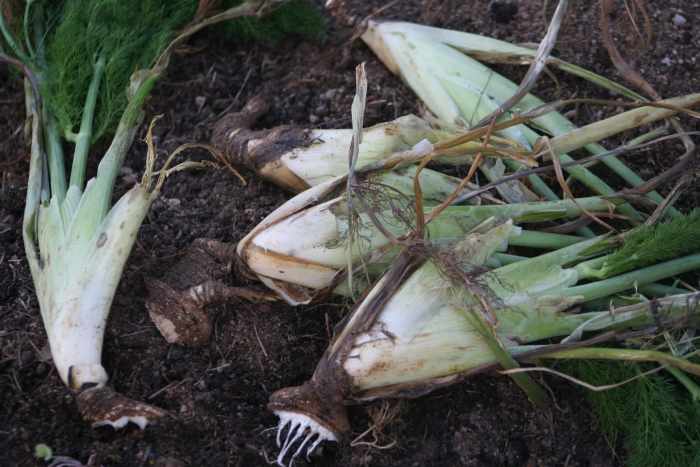 In winter, fennel dies back. After digging up a few of the plants in spring and separating bulbs to spread throughout my garden and orchard, I save money. No need to buy more fennel plants. :)